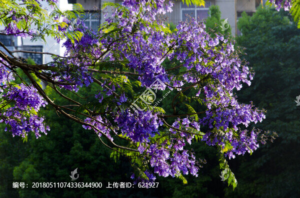 藍(lán)花楹