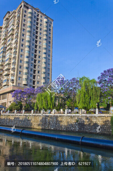 城市風光,盤龍江,藍花楹