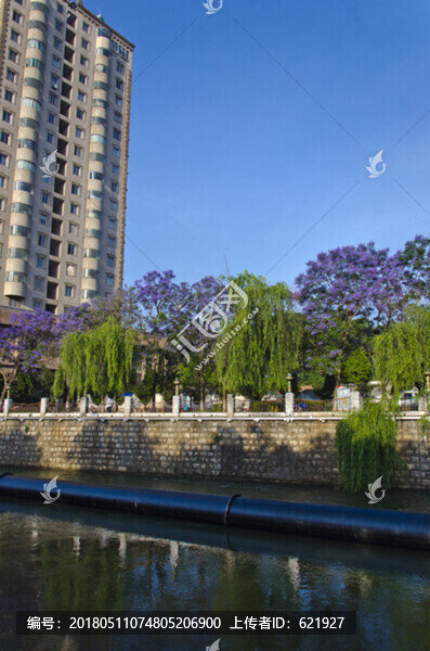 城市風(fēng)光,盤龍江,藍(lán)花楹