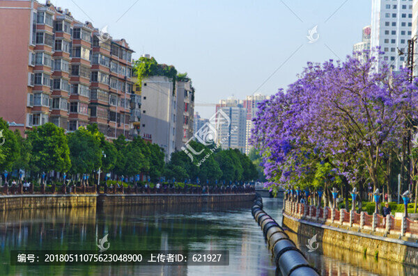 城市風(fēng)光,盤龍江,藍(lán)花楹