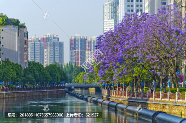 城市風光,盤龍江,藍花楹