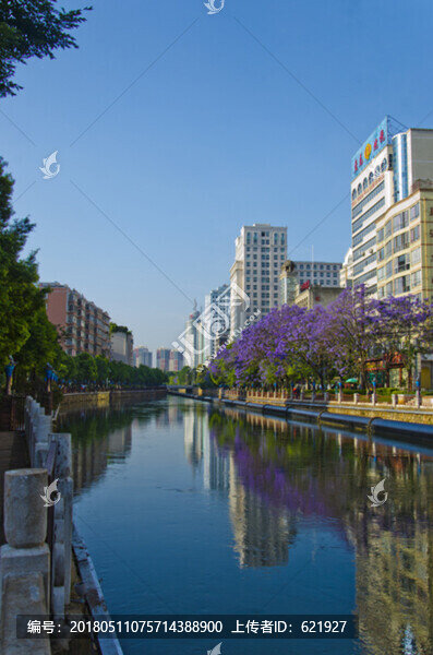 城市風(fēng)光,盤龍江,藍(lán)花楹