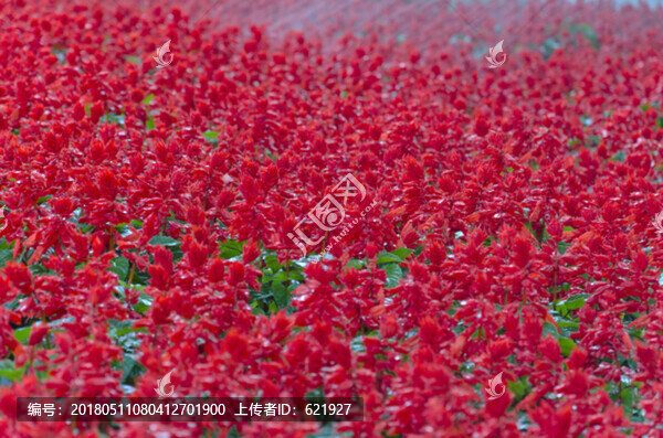 一串紅,一片紅花