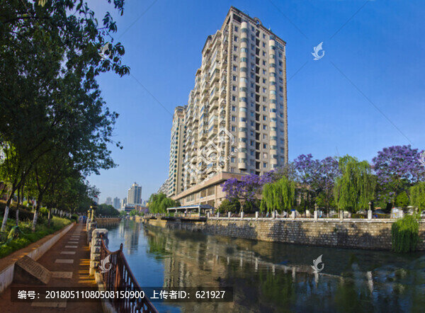 城市風(fēng)光,盤龍江,藍(lán)花楹