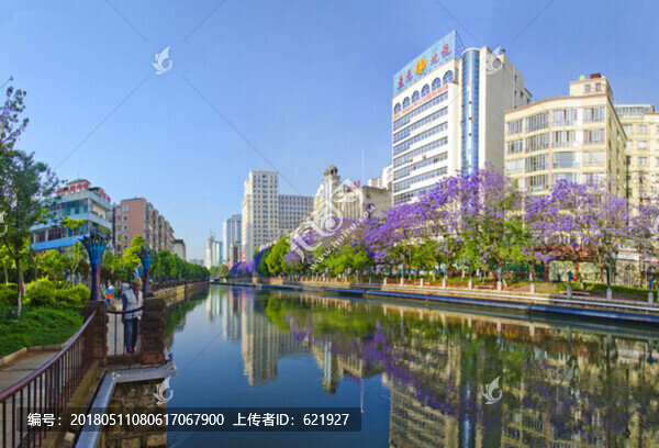 城市風光,盤龍江,藍花楹