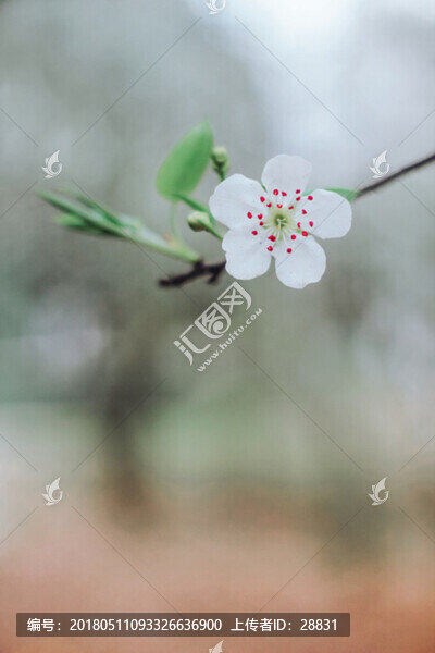 一枝花