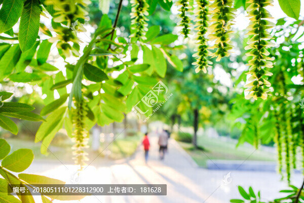 楓楊