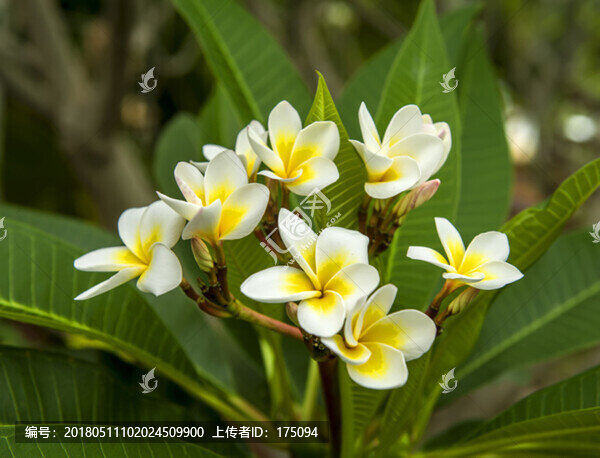 雞蛋花