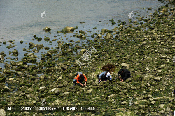 趕海