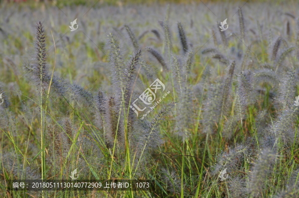狗尾草