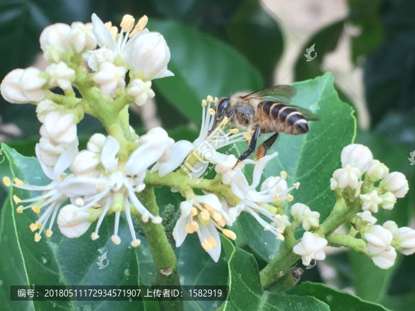 采蜜的小蜜蜂