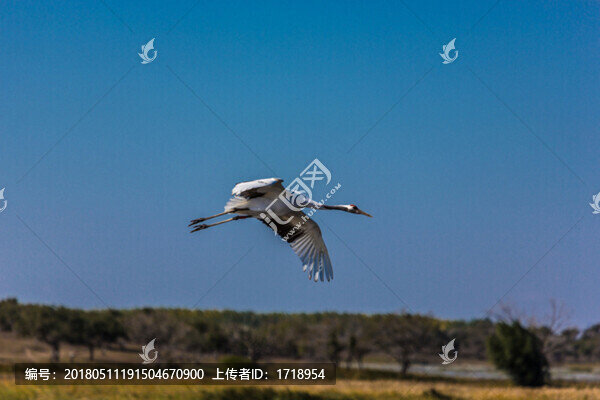 自由飛翔的鳥(niǎo)丹頂鶴13