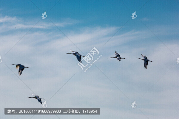 自由飛翔的鳥丹頂鶴19