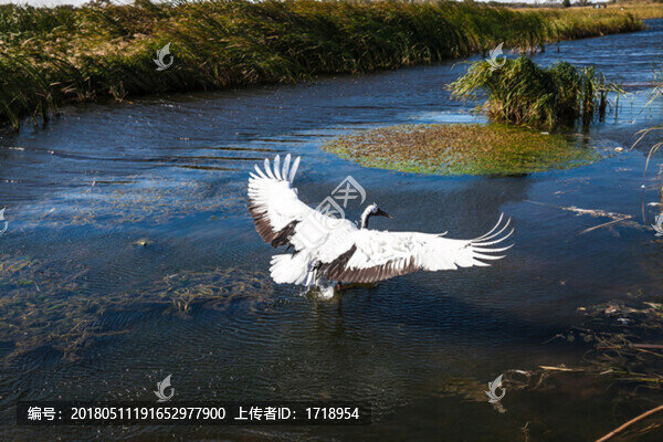 自由飛翔的鳥丹頂鶴28