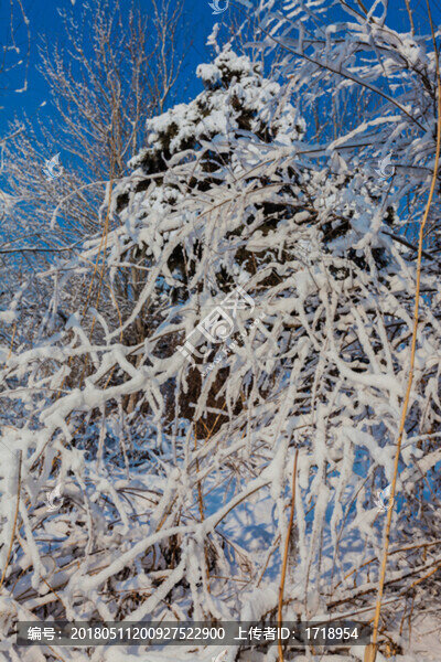 東北冬天霧凇樹掛雪景70