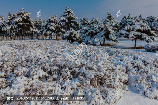 東北冬天霧凇樹掛雪景79
