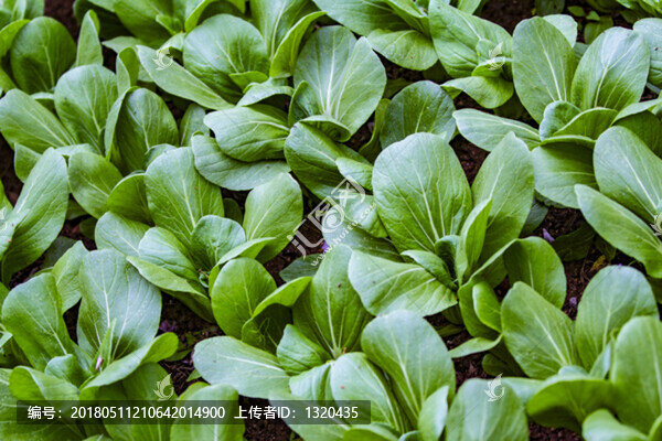 油菜