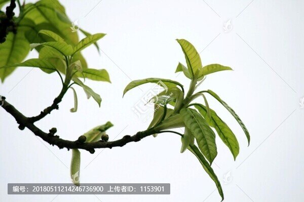 嫩葉