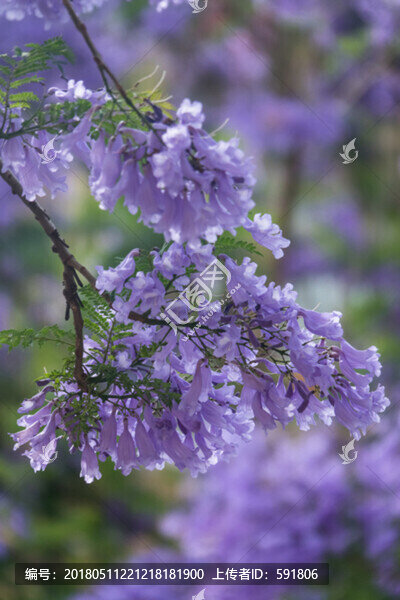 浪漫藍(lán)花楹背景素材