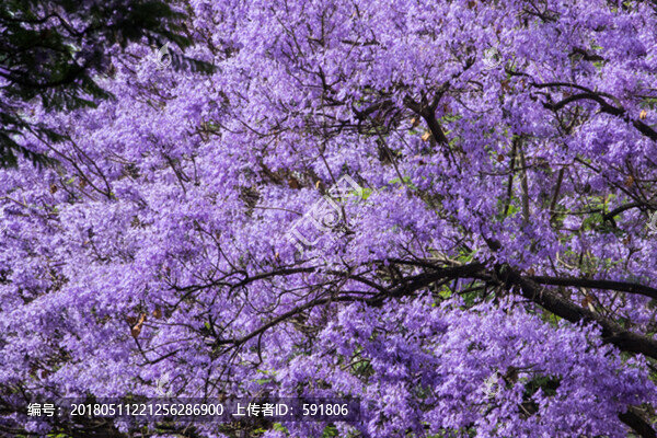 浪漫藍(lán)花楹花墻背景素材