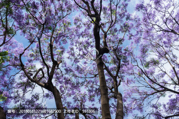 浪漫藍(lán)花楹背景素材