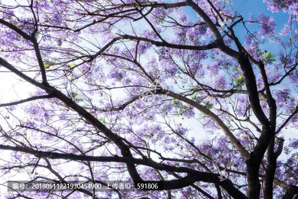 浪漫藍(lán)花楹背景素材