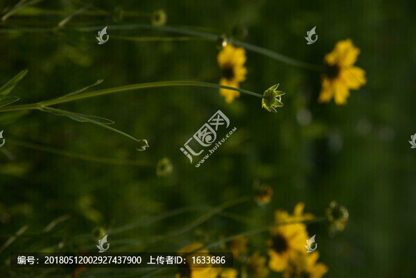 花蕾