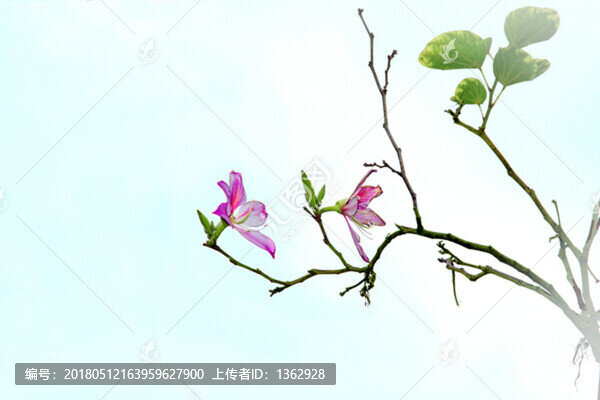 紫荊花
