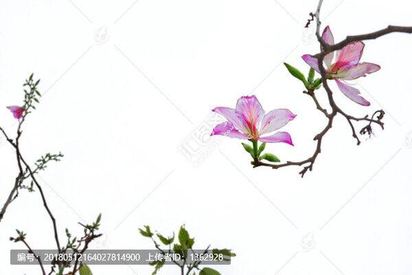 紫荊花