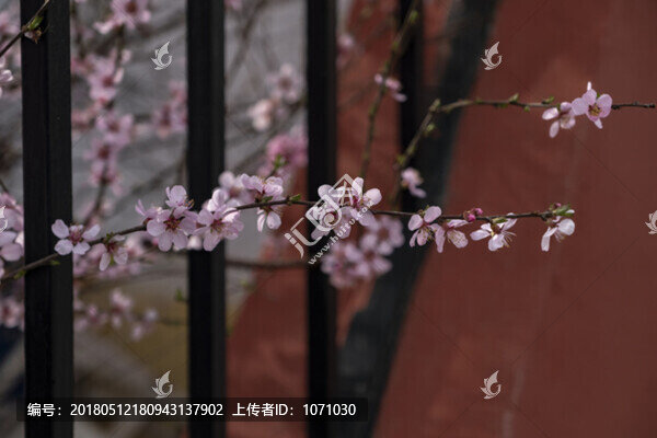 榆樹梅