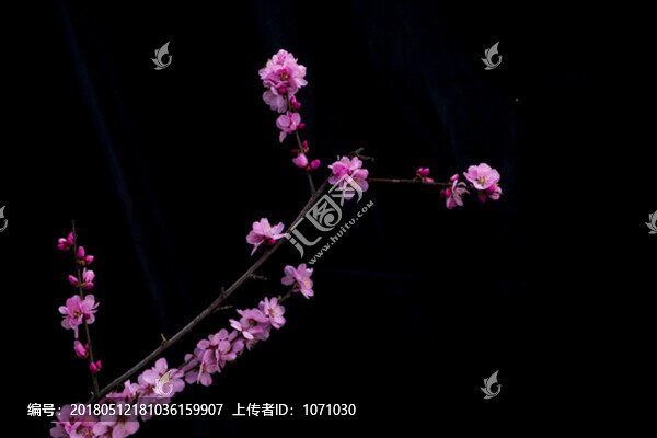 榆樹梅