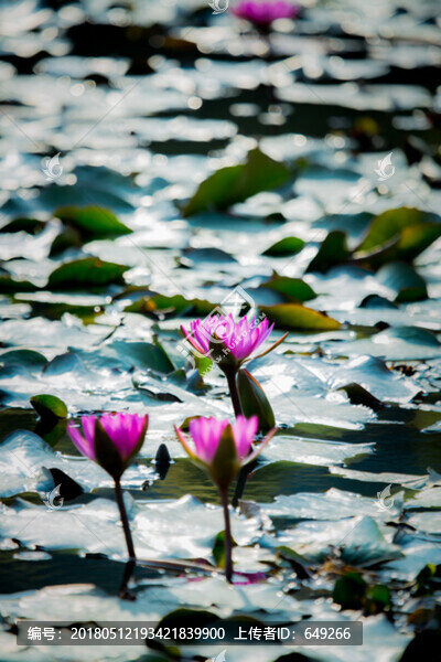 蓮花