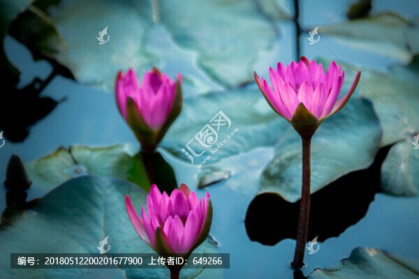 蓮花