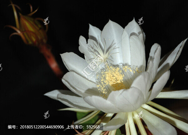 曇花