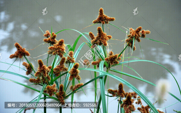 頭狀穗莎草