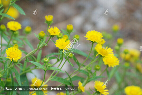 野菊花