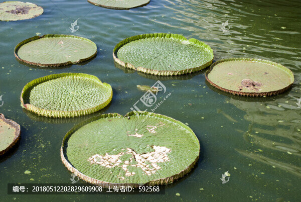 王蓮
