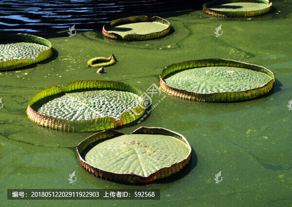 王蓮