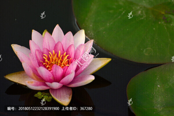 粉紅睡蓮