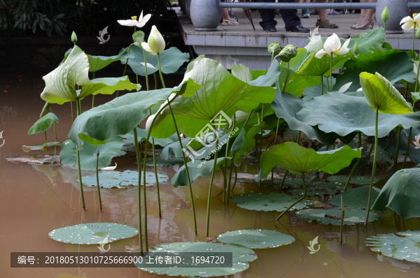 荷花