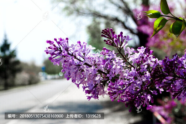 丁香花