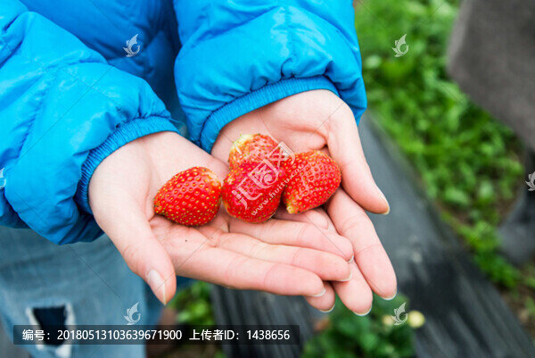 草莓