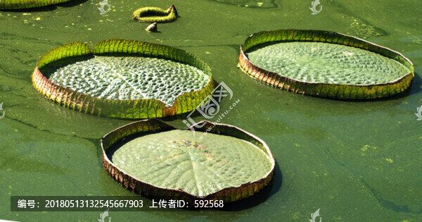王蓮