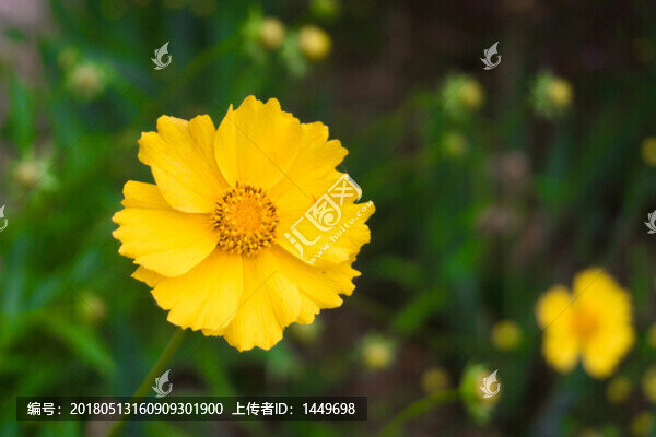 金雞菊