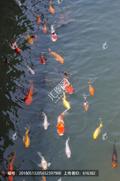 多條游動(dòng)金魚