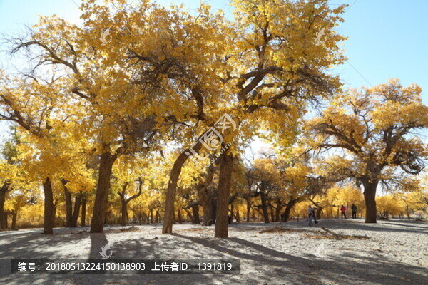 額濟(jì)納旗,胡楊林景區(qū),一道橋
