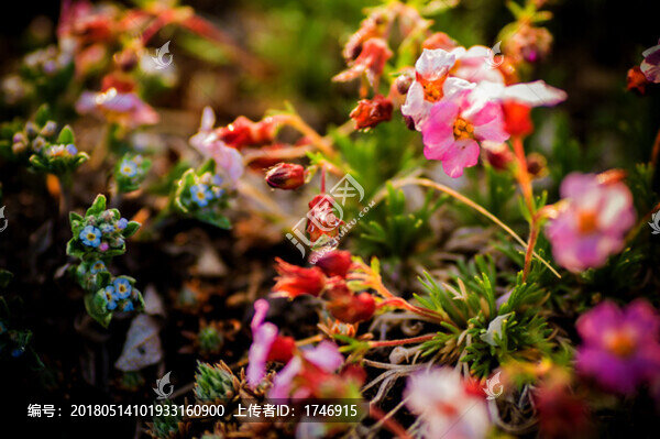 花淚