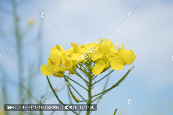 油菜花
