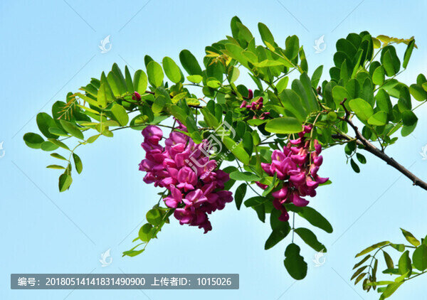 紫槐花