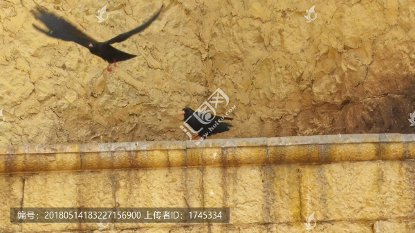 起飛的烏鴉